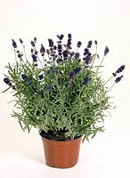tinctura de levantica (lavanda)